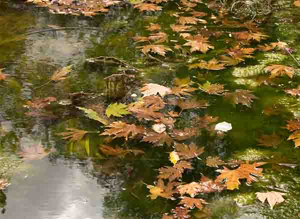 Gebze Ballıkayalar Gölet