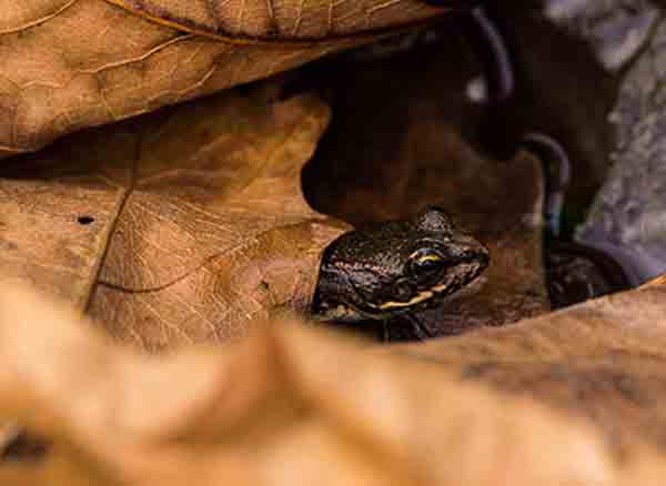Gebze Ballıkayalar Sonbahar