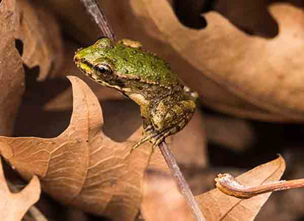 Gebze Ballıkayalar Kurbağa