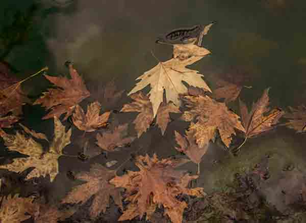 Gebze Ballıkayalar Gölet