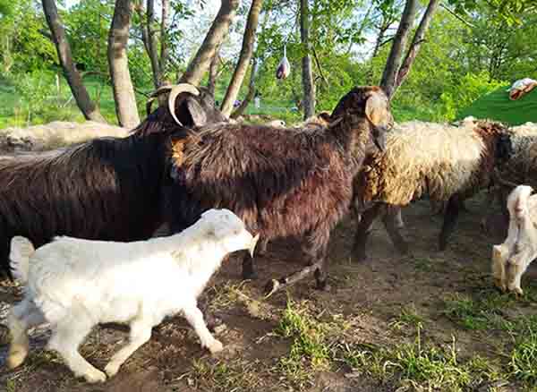Gebze Ballıkayalar Yayla