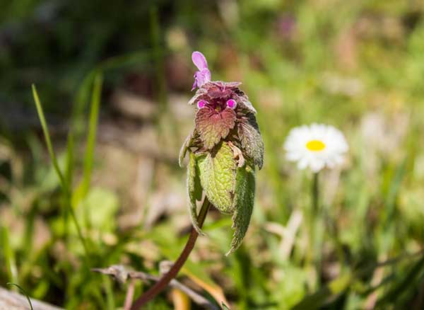Yedigöller Milli Parkı