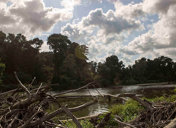 İğneada Longoz ormanı