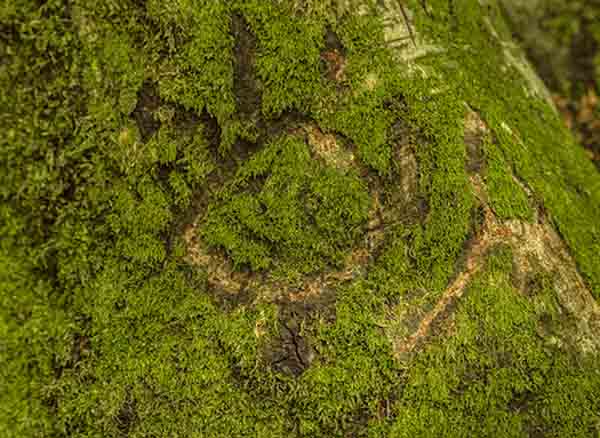 Sinekli Yaylası Bolu