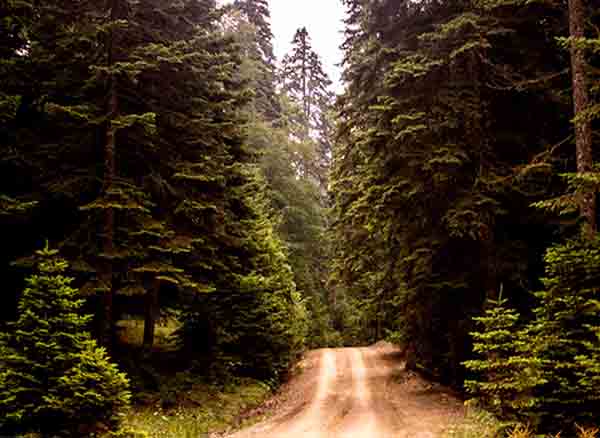 Sinekli Yaylası Bolu