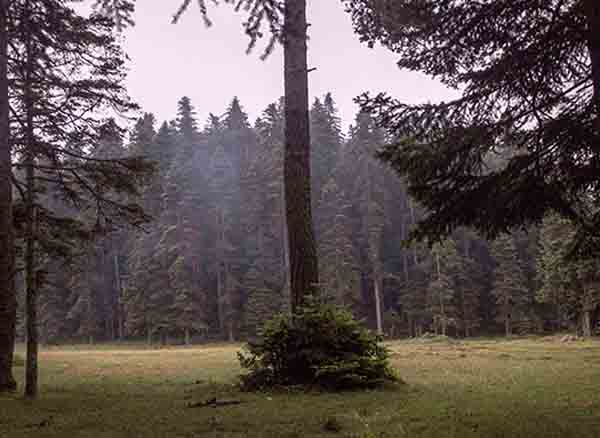 Sinekli Yaylası Bolu