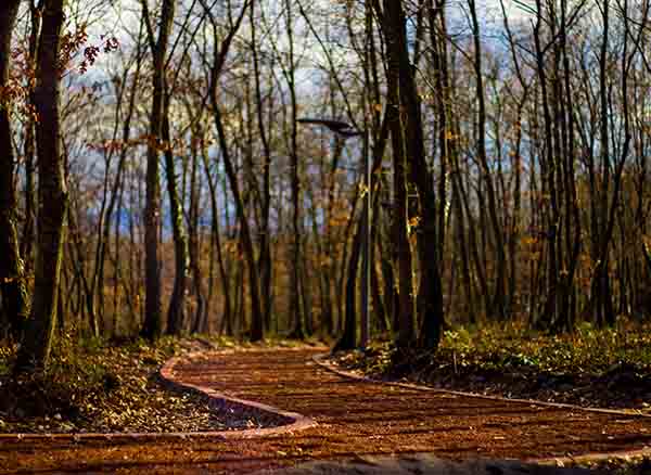 Yedigöller Milli Parkı