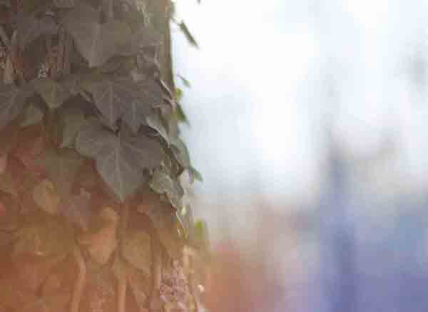 Yedigöller Milli Parkı