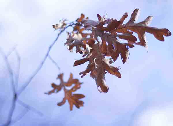 Yedigöller Milli Parkı