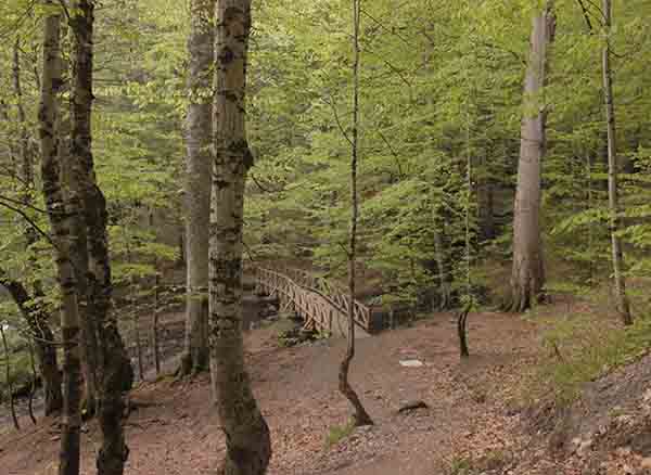 Yedigöller Milli Parkı