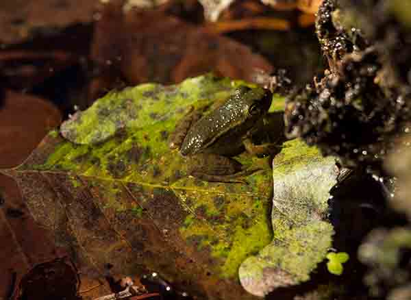 Yedigöller Milli parkı