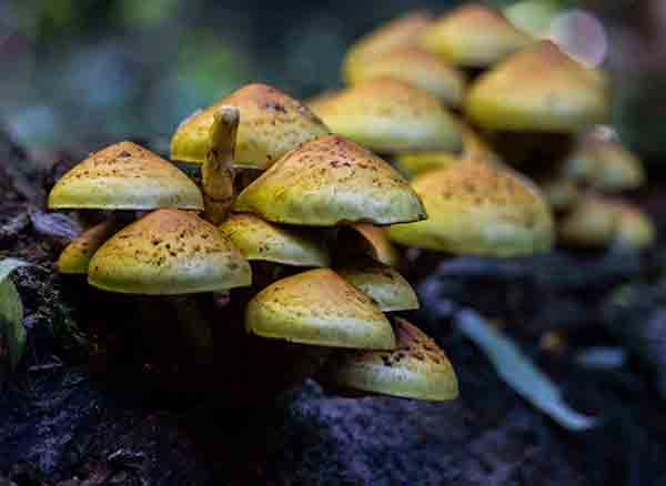 Yedigöller Milli Parkı'nda mantar