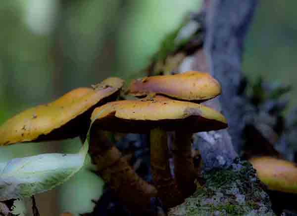 Yedigöller Milli Parkı'nda mantar