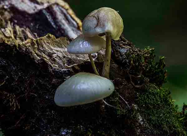 Yedigöller Milli Parkı'nda mantar
