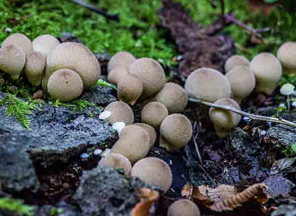 Yedigöller Milli Parkı'nda mantar