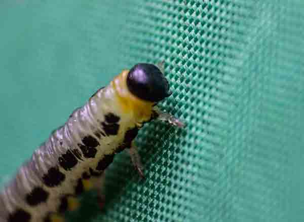 Yerigöller Milli Parkı Tırtıl