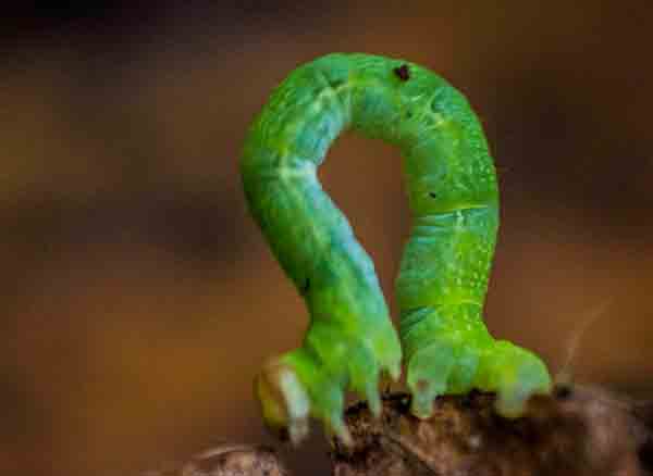 Yedigöller Milli Parkı Tırtıl