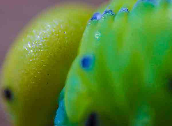 Yedigöller Milli Parkı Tırtıl