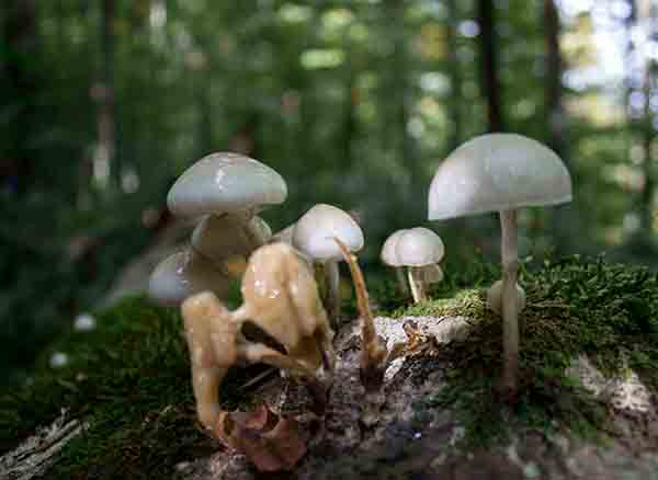 Yedigöller Milli Parkı'nda mantar