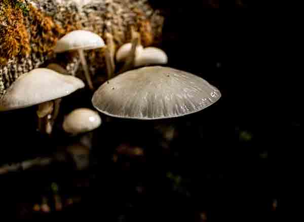 Yedigöller Milli Parkı'nda mantar