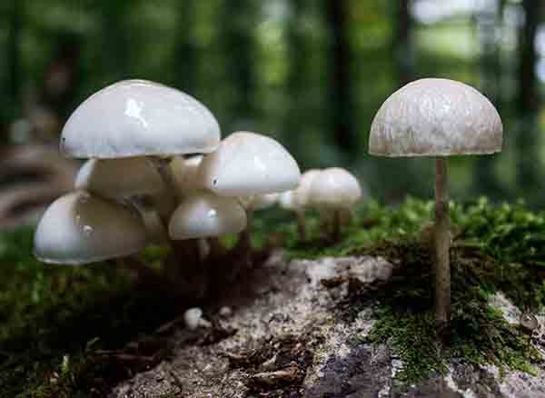 Yedigöller Milli Parkı'nda mantar