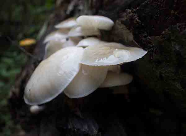 Yedigöller Milli Parkı'nda mantar