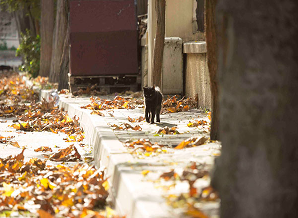 Büyükada'da Sonbahar