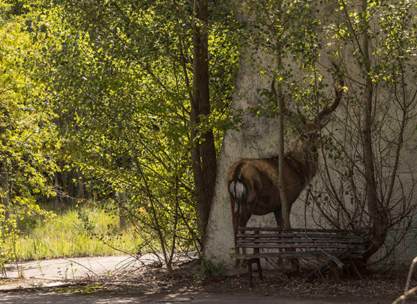 chernobyl abandoned city